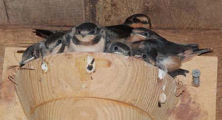 Seven barn swallow nestlings in artificial nest cup