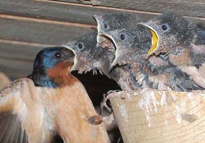 Barn swallow feeding nestlings
