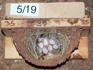 Barn swallow nest with 6 eggs
