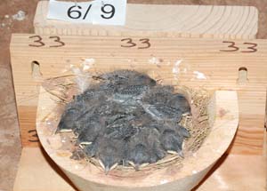Barn swallow nest with 7 nestlings