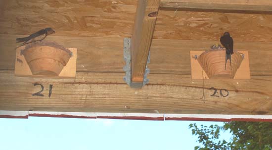 Two adjacent barn swallow nests in the new shelter