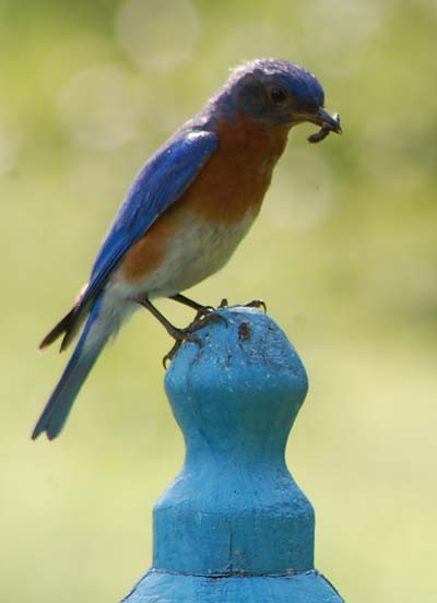 Male bluebird successfully rears one nestling from egg