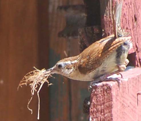 Carolina wren bringing nesting material for darkroom nest