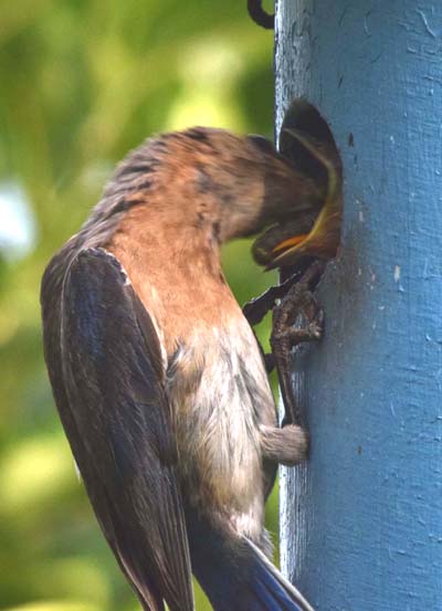 Eastern bluebird feeding young