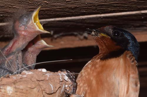 barn swallow at nest cup