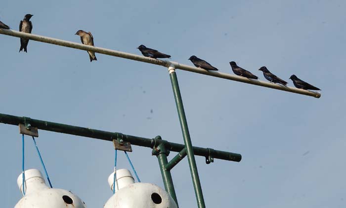 The Purple Martins arrived today