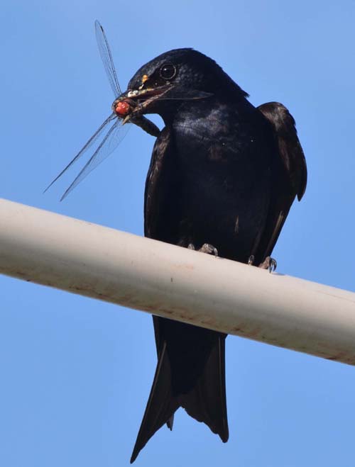 purple martin with dragon fly