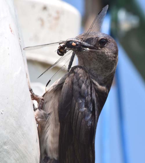 purple martin with dragon fly