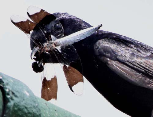 common whitetail prey of purple martin
