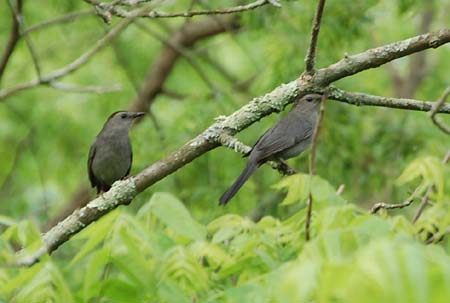 A pair of gray catbirds near their nest site