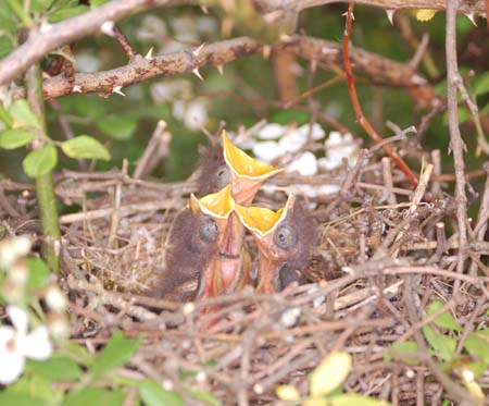 Mockingbird nestlings