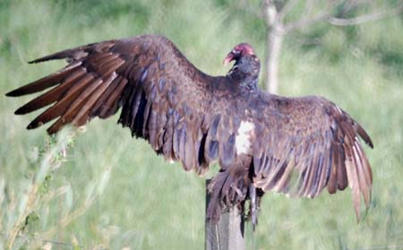 turkey vulture warming up for flight