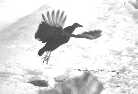 vulture taking off from snow covered deer carcass