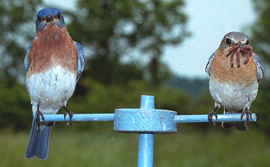 bluebird pair with food for nestlings
