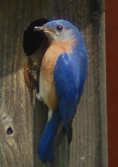 Eastern bluebird at portable nest box