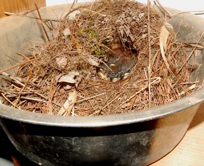 Carolina wren nesting