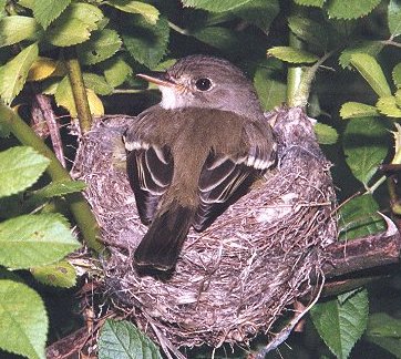 Willow flycatcher incubating eggs