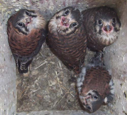 Four older kestrel nestlings in nest box