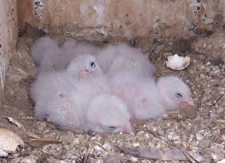 younger American kestrel nestlings in nest box