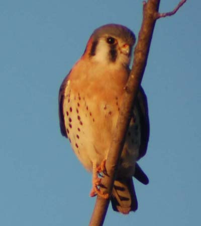 American kestrel in the ugly young maple