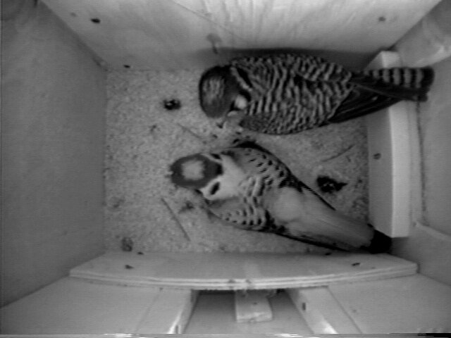 Male and female American kestrel in nest box
