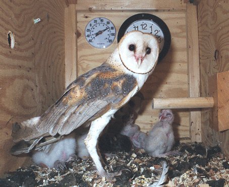 barn owl with young