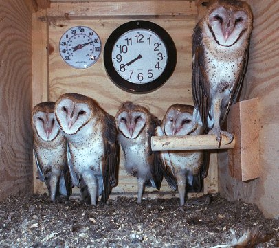 Barn Owl Nest Box Cam
