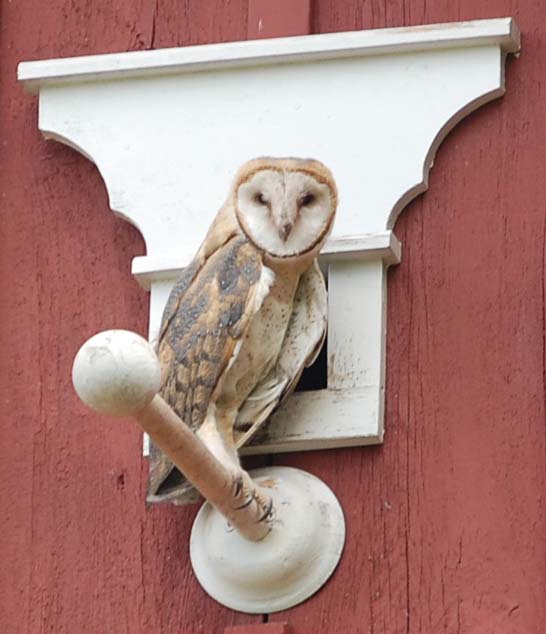 barn owl fledgling at nest box entrance