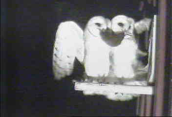 Two fledgling barn owls claiming the same vole