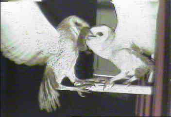 Adult Barn owl passing prey to fledgling