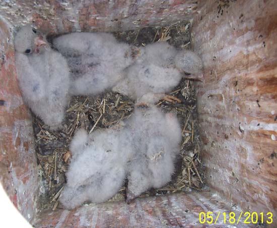 American Kestrel nestlings