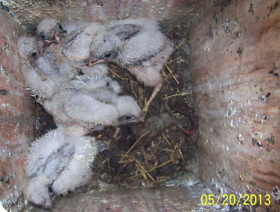 kestrel young in nest box