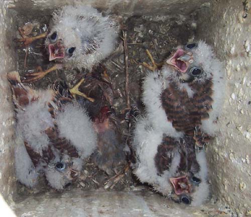 kestrel nestlings