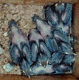 Northern flicker nestlings 6/20/2002