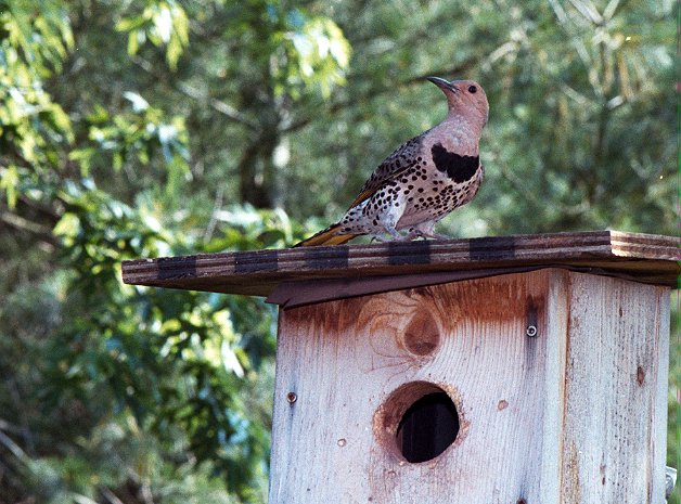 Female Northern flicker on top of nest box