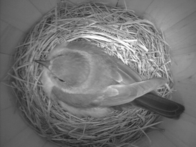 Bluebird incubating eggs