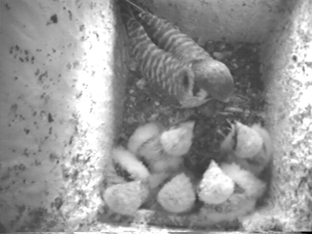 Female American kestrel feeding 5 nestlings