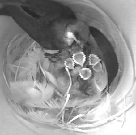 Tree swallow feeding nestlings