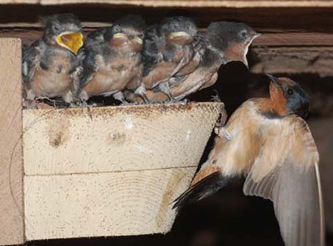 barn swallow nest cup