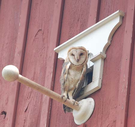 Barn owl at entrance to nest box. Tyto alba