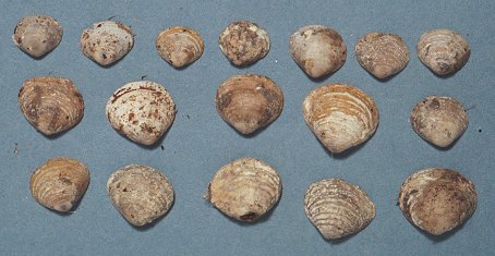small clam shells found in purple martin nest.