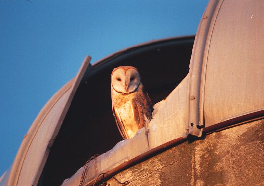 barn owl on silo