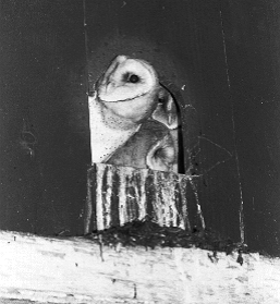 Older barn owl nestlings at entrance to attic nest box