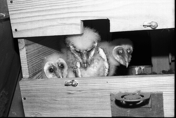 barn owl nest box attic access