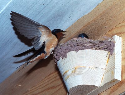 barn swallow at artificial nest cup