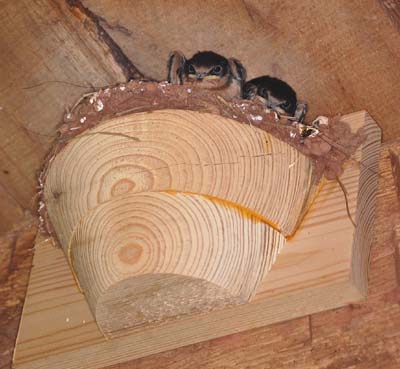 barn swallow nestlings in a wooden nest cup