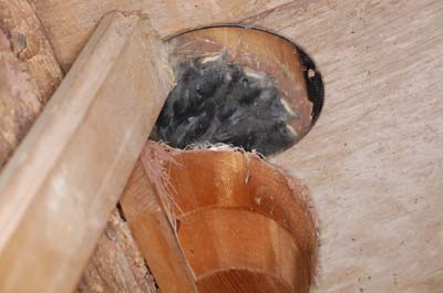 checking barn swallow nest with a mirror