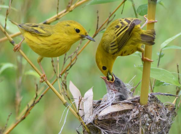 yellow warbler male and female